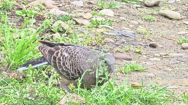 

Oriental Turtle Dove Feeding on the Ground #002

