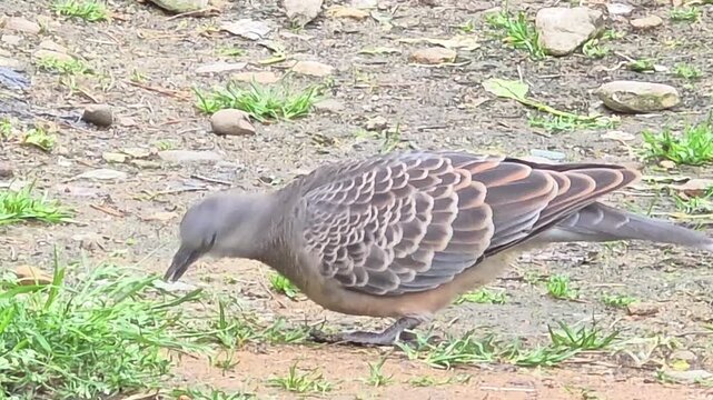 
Oriental Turtle Dove Feeding on the Ground #003

