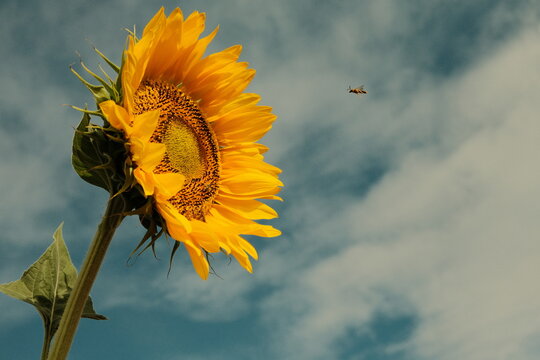 Girasol y abeja