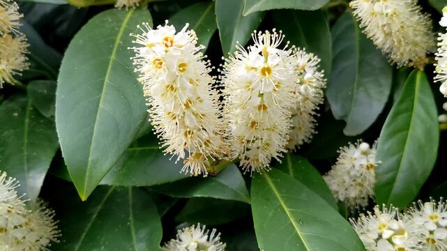 Cherry laurel, common laurel Prunus laurocerasus evergreen ornamental blooming shrub 