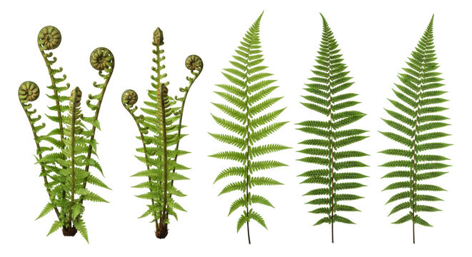 A horizontal arrangement of six distinct, highly detailed fern specimens showing glossy fronds, coiled fiddleheads, delicate lacy structures, and visible sori on a transparent backdrop concept of