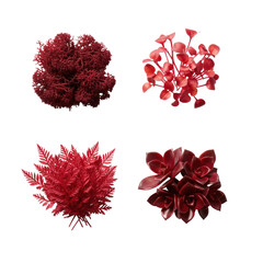 Fototapeta premium Four clusters of vivid red botanical elements (moss, sprouts, feathery foliage, waxy succulent) flat lay on white, emphasizing contrasting textures and concept of precise botanical showcase
