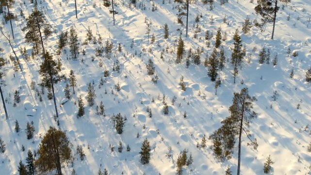 Detailed aerial shot of a snowy coniferous forest in Finland. The low winter sun casts long, blue shadows on the white snow between the trees, creating strong contrasts.