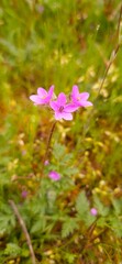 Fototapeta premium Beautiful Wildflower Macro Shot