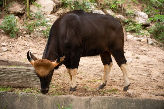 Majestic gaur grazing peacefully.
