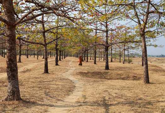 Sunamganj, Bangladesh - 26 January 2019: View of a solitary figure walking along a winding path, beneath a canopy of trees with vibrant red flowers against a pale sky.