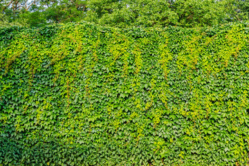 Thick green wall of climbing plants covers a surface in a natural setting during daylight hours © Fleuronica