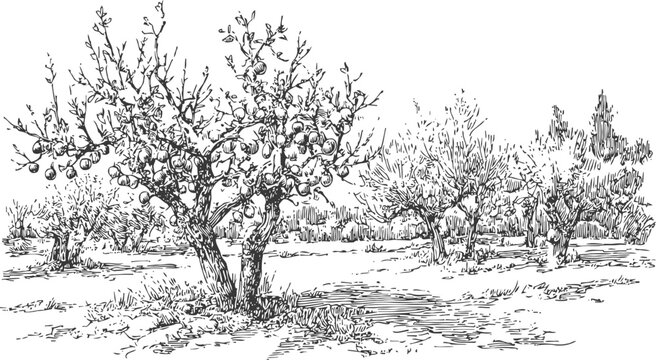Apple orchard landscape with trees bearing fruit, natural outdoor farm scene in vintage sketch