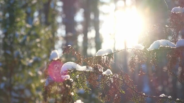 Snowy ice branches with sparkling light effects. Gentle snowfall serene scene. Peaceful winter woodland illuminated by warm sun rays. Sunlit pine forest, falling snowflakes. Bokeh golden lens flare 4K