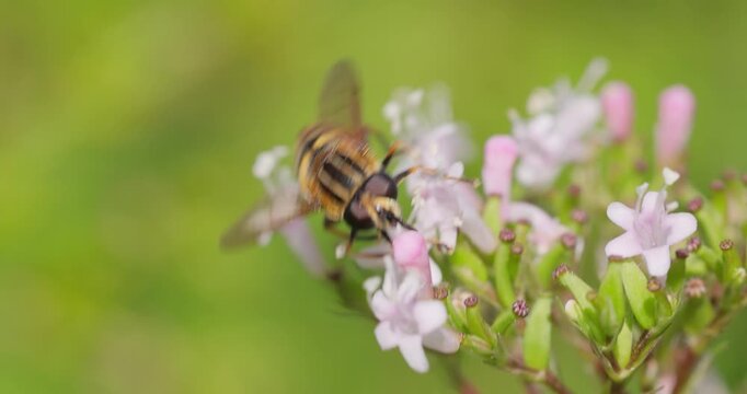 Helophilus pendulus is a European hoverfly.