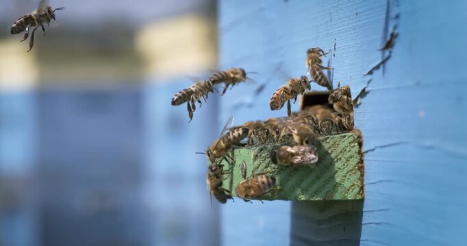 Honey bees flying at blue wooden beehive entrance.