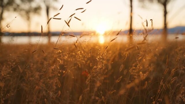 Warm golden hour sunlight illuminates tall wild grass swaying gently in the breeze. Sun rays filter through silhouetted trees creating a magical bokeh effect in a peaceful meadow.