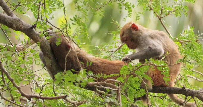 Macaques in nature. Macaques constitute a genus (Macaca) of gregarious monkeys. Macaques are found in a variety of habitats throughout the Asian continent and are highly adaptable.