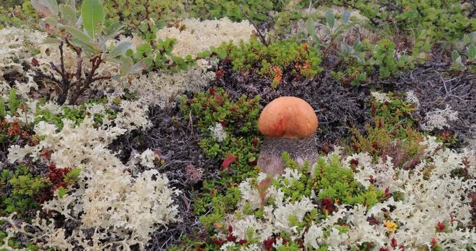 Beautiful boletus edulis mushroom in arctic tundra moss. White mushroom in Beautiful Nature Norway natural landscape. Mushrooms season.