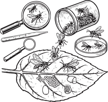 Exploring Insect Life Magnifying Glasses Microscopes  Dissecting Specimens in
