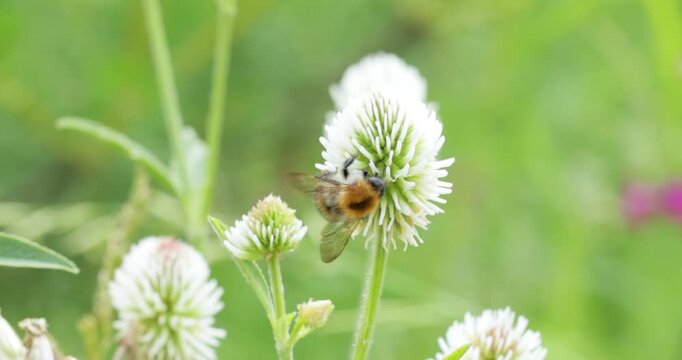Bumblebee collects flower nectar at sunny day. Bumble bee in macro shot in slow motion.