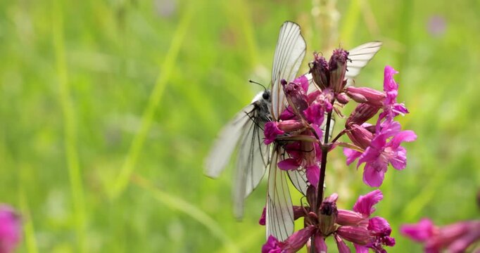 Mating of butterflies. Butterfly Aporia crataegi, the black-veined white, is a large butterfly of the family Pieridae.
