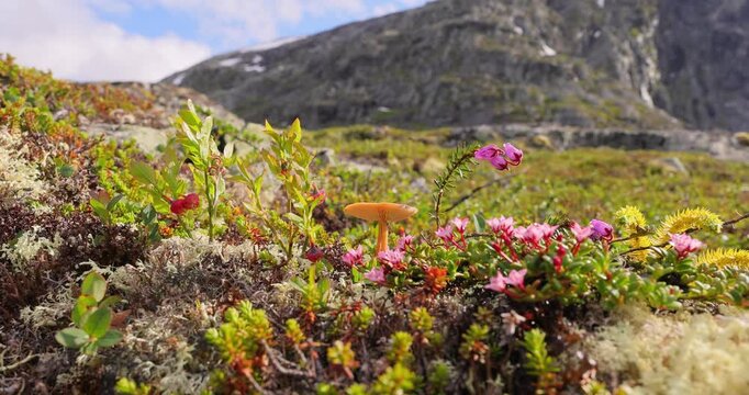 Arctic Tundra. Beautiful Nature Norway natural landscape.