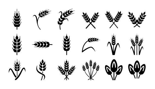 Wheat ear icons set, 18 black grain stalk vector elements, organic cereal plant symbols for bakery and agriculture branding, barley and rye silhouettes