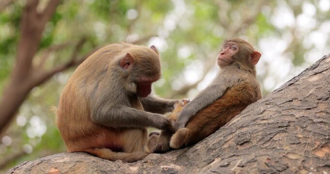 Macaques in nature. Macaques constitute a genus (Macaca) of gregarious monkeys. Macaques are found in a variety of habitats throughout the Asian continent and are highly adaptable.