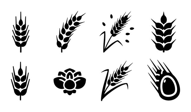 Minimalist wheat ear icons set, black cereal grain stalk silhouettes, organic agriculture symbols for bakery logo and farm branding, 8 vector elements