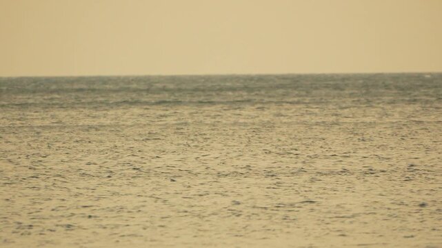 Dolphin ocean sunset featuring a dorsal fin emerging from calm golden water during a peaceful evening at sea