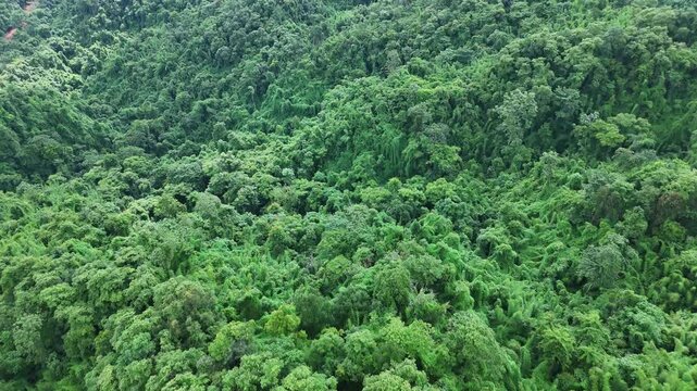 Aerial drone shot over primary Jungle tropical rain forest in Nan, Thailand. Aerial view, moving over a rainforest tree canopy in a slow pace beautiful green nature background of a tropical forest.	