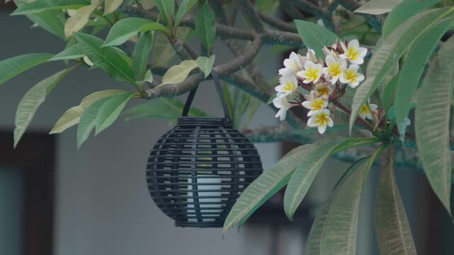 Tropical flowers bloom amongst leaves. A lantern hangs on an adjacent branch.
