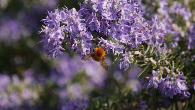 Rosemary in full spring bloom with bumblebee collecting nectar, Italy, close-up, slow motion