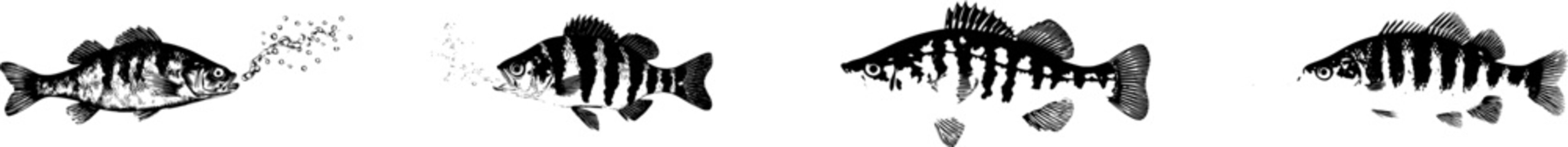 An ultra-realistic photograph captures an Archerfish in mid-spit, isolated against a pristine white backdrop, showcasing its intricate details and the dynamic motion of its water jet