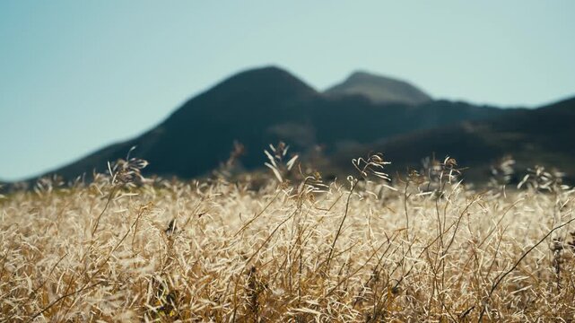 Close-up of dry grass in a golden field with mountains blurred in the background. Shallow depth of field creates a soft and cinematic Mediterranean landscape, ideal for travel and seasonal themes.