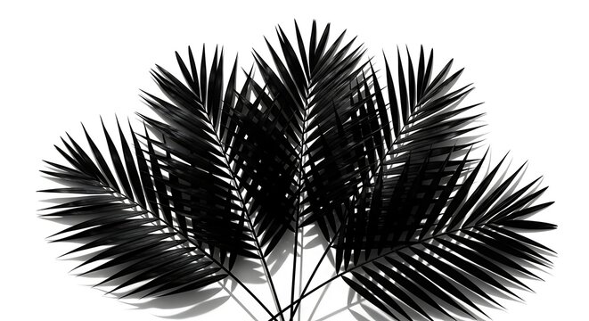 Dark Palm Fronds Isolated on White.