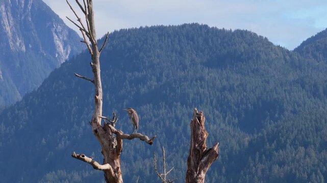 A lone blue heron stands poised atop a weathered tree stump,its slate-blue feathers catching the muted light of an overcast sky.The stump rises stark and hollow from still water,bleached and cracked