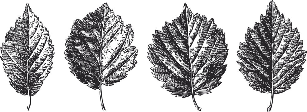 vintage botanical illustration of four detailed elm leaves with textured veins and serrated edges