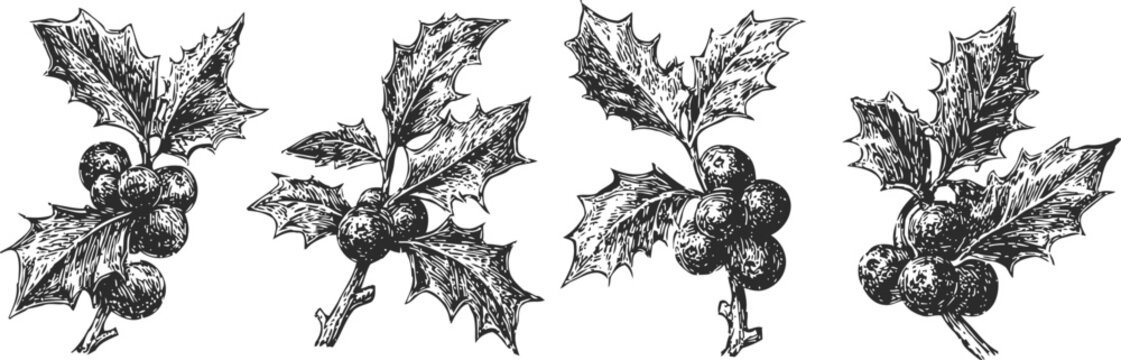 ivy leaves with berries engraved vintage botanical illustration, holiday season decoration elements