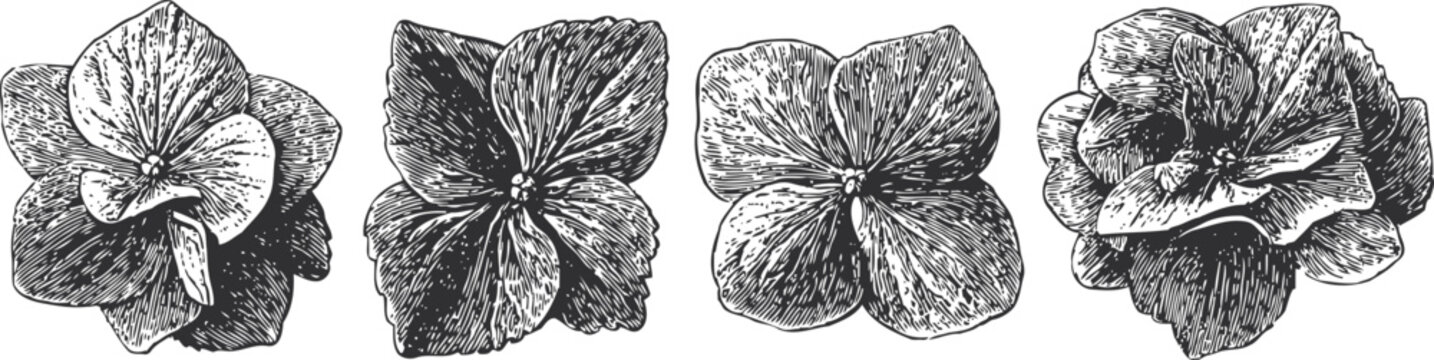 Vintage botanical illustration of hydrangea flowers in detailed ink drawing