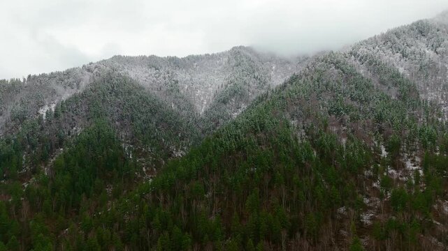 Drone footage of snowy mountain forest in Altai. Aerial landscape of Siberian taiga with pine trees and clouds.