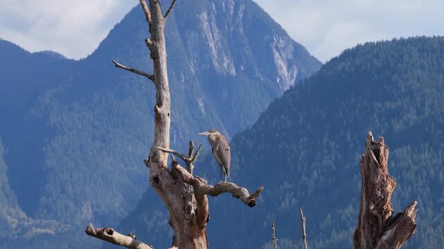 Great Blue Heron in dead Tree. Taken with a drone and telephoto lens giving a paralax effect