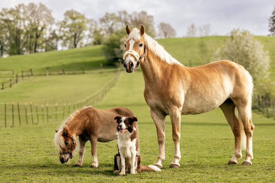 Haflinger horse Shetland pony and Border Collie on spring pasture showing multi species companionship in rural landscape