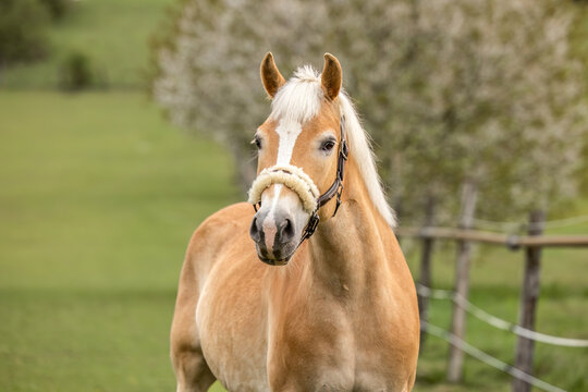 Close up portrait of a Haflinger mare in spring pasture with soft background showing calm temperament