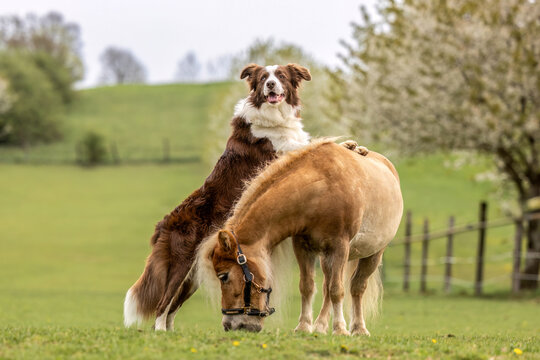 Border Collie standing with front paws on a Shetland pony gelding while the pony grazes in a green spring meadow