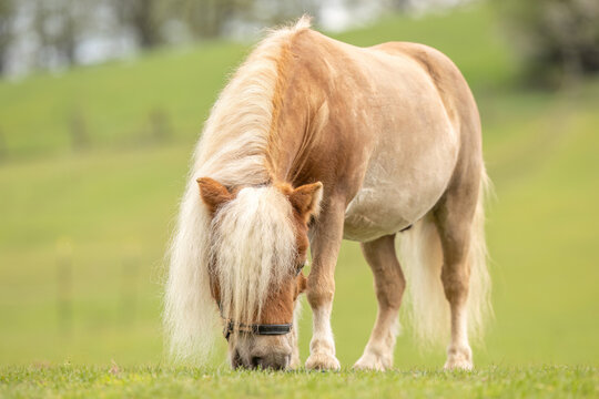 Chestnut Shetland pony gelding grazing peacefully in a lush green meadow during spring with blurred countryside background