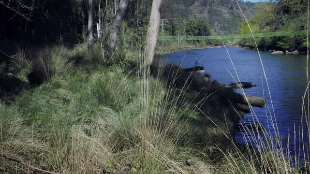 Young woman with long hair and a shoulder bag hiking and using mobile along a scenic riverbank, walking through tall green grass in a pristine natural environment with a suspension bridge in the backg