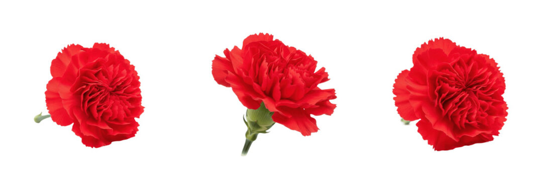 A beautiful red carnation flower isolated on white background high resolution nature photography for floral decoration and gardening and botanical study and romantic gift celebration concept visuals.