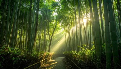Fototapeta premium Sendero en bosque de bambú con rayos de sol entre la vegetación y atmósfera serena natural