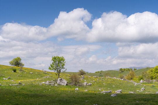 View of a lush meadow speckled with wildflowers and dotted with stone formations under a blue sky, Zelengora, Foca, Republika Srpska, Bosnia and Herzegovina.