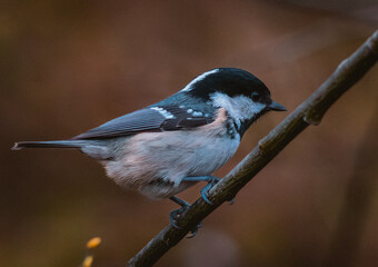 blue tit on branch © Mattias