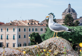 Mewa w centrum zabytkowego miasta Rzym © Franciszek