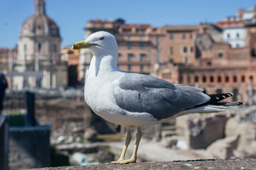 Mewa w centrum zabytkowego miasta Rzym © Franciszek