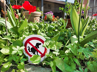 A small "No Dog Fouling" sign sits nestled among lush garden groundcover plants, flanked by a tall red tulip flower on a sunny day. © ginettigino
